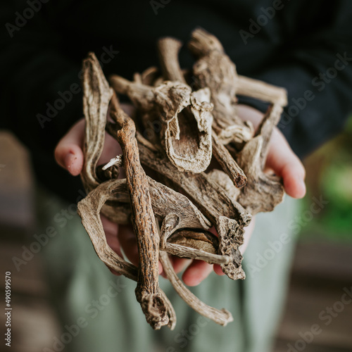 elecampane dry root for medicine photo