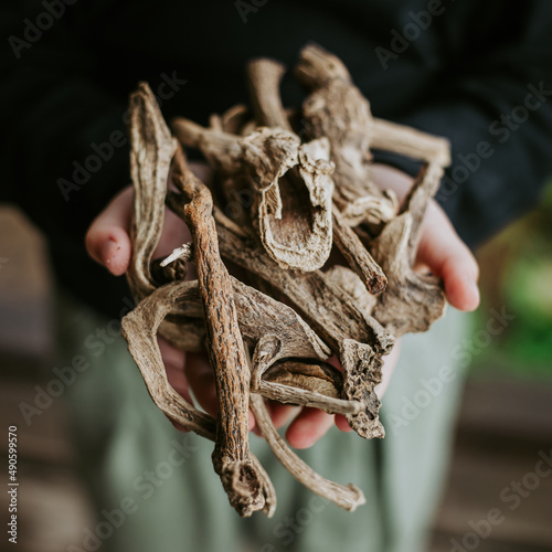 elecampane dry root for medicine