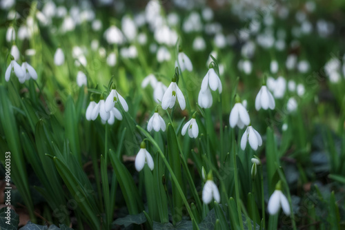 White snowdrops (Galanthus nivalis) close-up. In the forest snowdrops are in bloom in the spring. © Екатерина Дмитренко