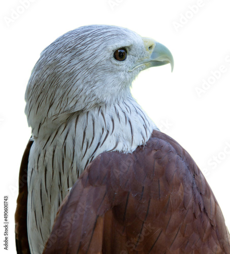 Brahminy Kite (Haliastur indus) bird showing head Isolated on white background photo