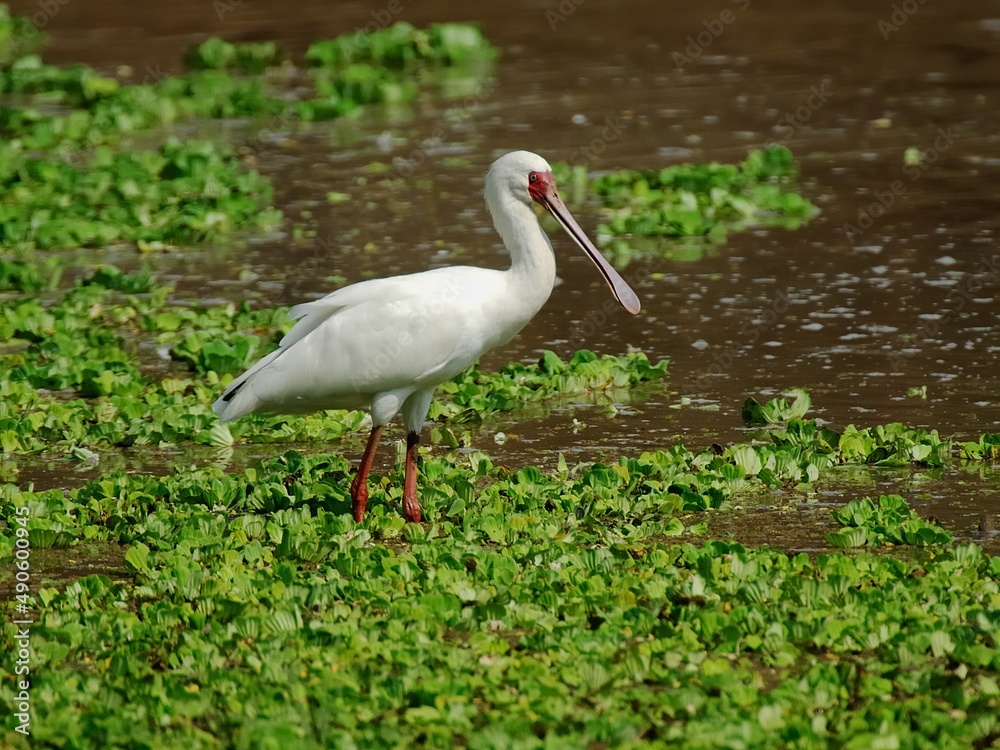 Fototapeta premium Ein Afrikanischer Löffler (Platalea alba)