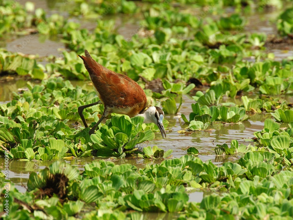 Ein Blaustirn-Blatthühnchen (Actophilornis africanus) bei der Nahrungssuche, Tansania. Ein Blaustirn-Blatthühnchen (Actophilornis africanus) bei der Nahrungssuche, Tansania.