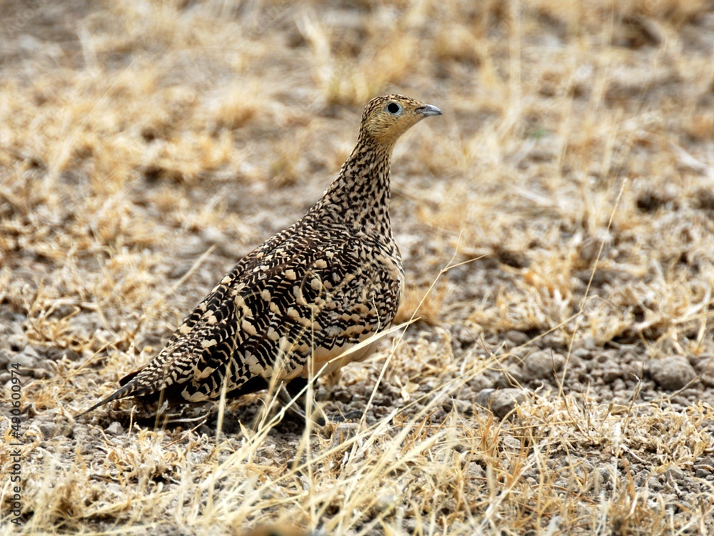 Ein Braunbauch-Flughuhn (Pterocles exustus) am Boden, Tansania. Ein Braunbauch-Flughuhn (Pterocles exustus) am Boden, Tansania.