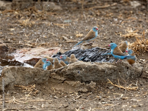 Eine Gruppe Blaukopfastrilde (Uraeginthus cyanocephalus) an einer Wasserstelle, Tansania. photo