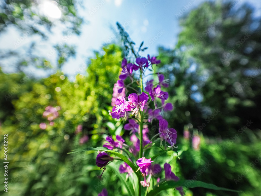 Fototapeta premium flowers in the garden
