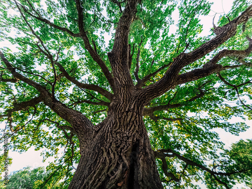 old oak tree