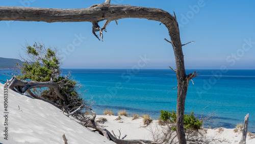 The wonderful white sand dunes of Porto Pino in Sardinia, Italy. Wild and uncontaminated environment. Tourist destination. Wonders of nature. Still life with dry plant trunks. Amazing turquoise sea