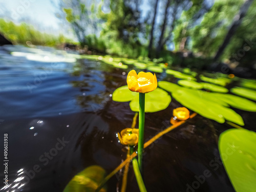 Tableau sur toile yellow flower in the water