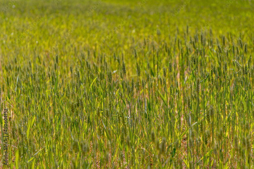 Green wheat ears in field in a sunny day