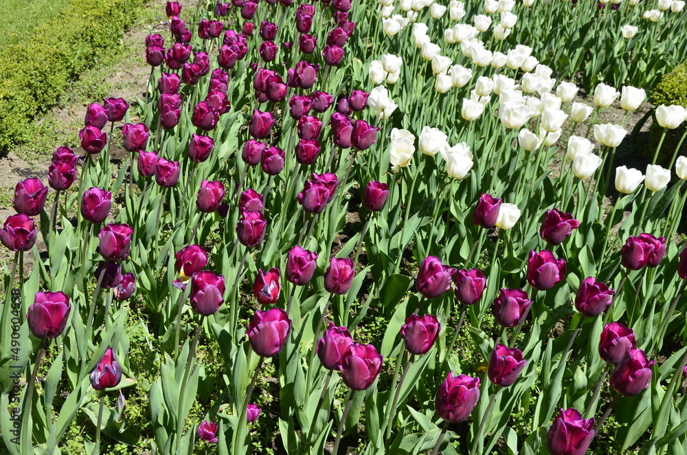 A lot of purple and white tulips on a flower bed in the city and park.