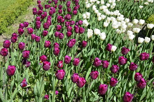 A lot of purple and white tulips on a flower bed in the city and park.