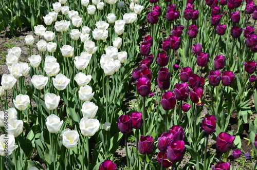 A lot of purple and white tulips on a flower bed in the city and park.