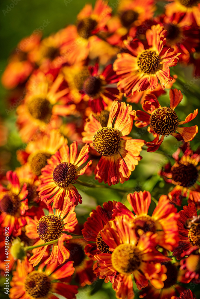 Bright red helenium flowers closeup Bright red helenium flowers closeup