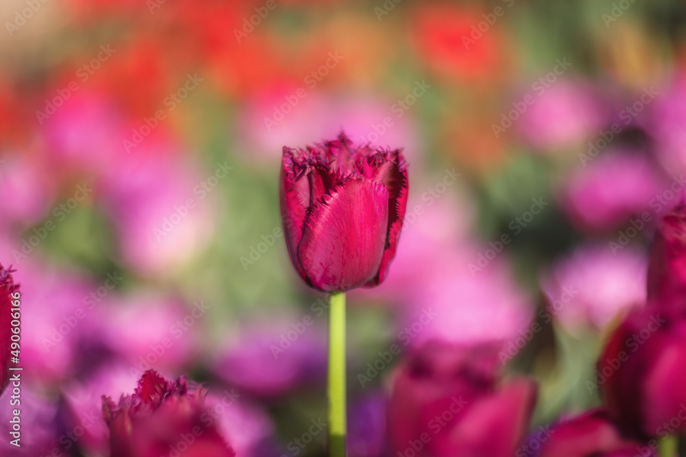 Spring flowers tulips bloom in the park. Black (dark red) tulips on a blurred background. Beautiful postcard, banner.