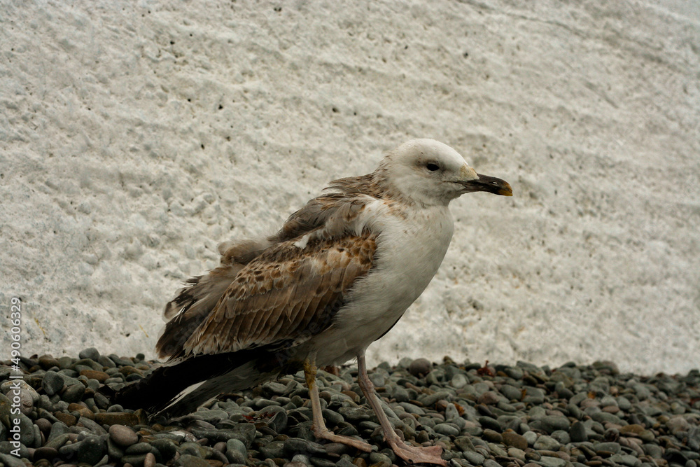 Obraz premium Big seagull on a pebble beach