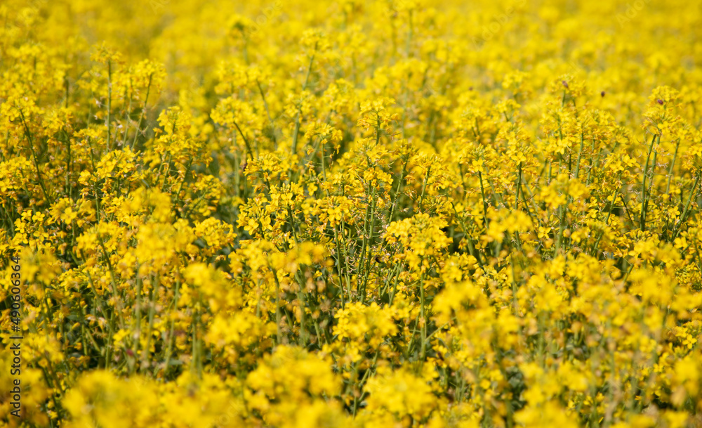 Yellow rapeseed field under the sun.