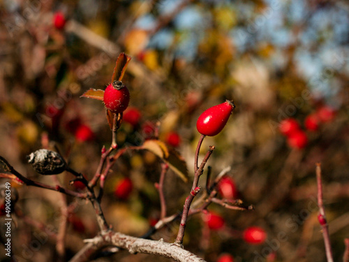 Red rose hips on a bush