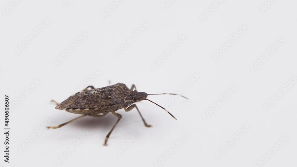 Macro of a brown marmorated stink bug, Halyomorpha halys, walking on a white background