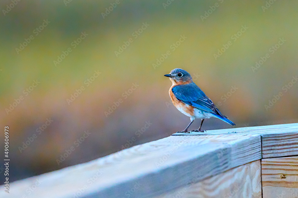 Male Eastern Bluebird pearched on the walkway railing at Skidaway Island State Park, GA. Male Eastern Bluebird pearched on the walkway railing at Skidaway Island State Park, GA.