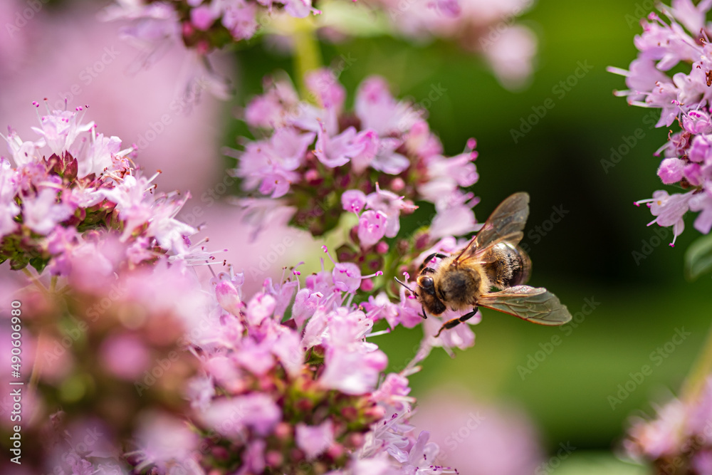 Blooming lilac flowers blooming in the garden. Blooming lilac flowers blooming in the garden.