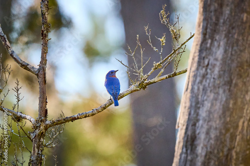 Male Eastern Bluebird perched on a branch at Skidaway Island State Park, GA photo