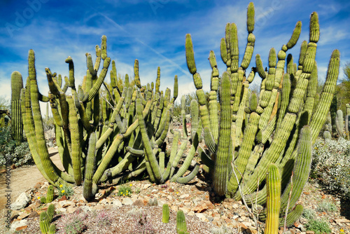 Organ pipe cacti (Stenocereus thurberi) in the Sonoran desert of Saguaro National Park (West) near Tucson, Arizona
 photo