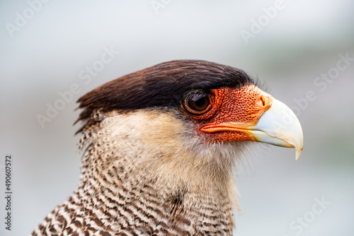 Caracara bird of prey in chilean patagonia