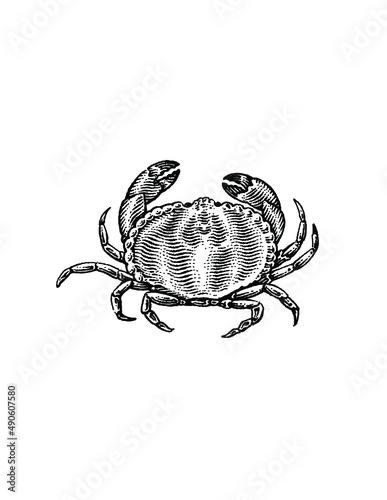 illustration of a crab