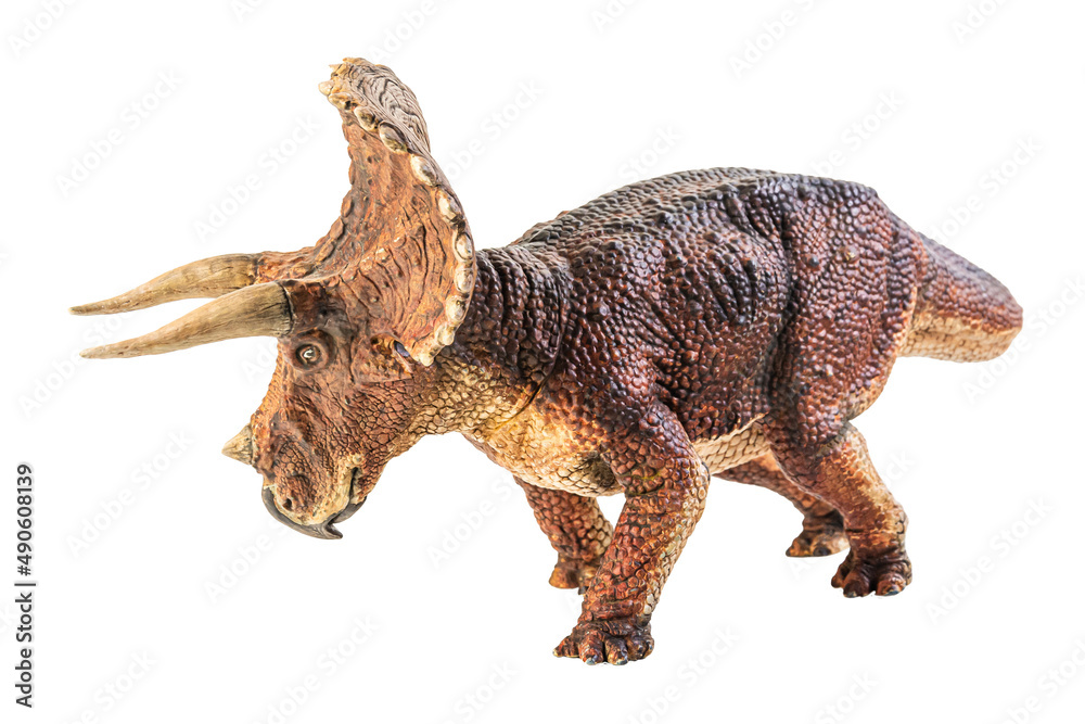 Fototapeta premium Triceratops , dinosaur on white background .
