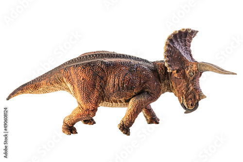 Triceratops    dinosaur on white  background .