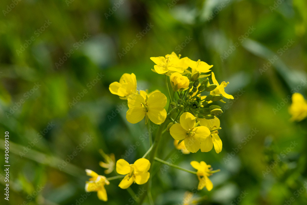 菜の花畑 鹿児島県出水市にて 菜の花畑 鹿児島県出水市にて