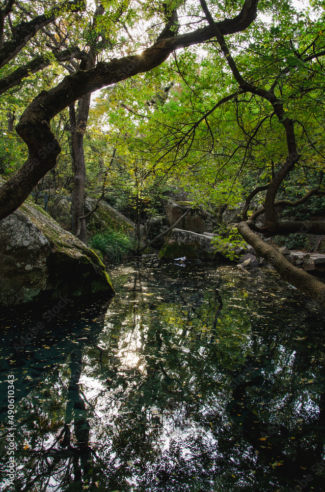Fototapeta premium Scenic landscape of green trees around pond in park