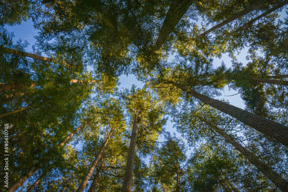 Obraz premium Forest Canopy