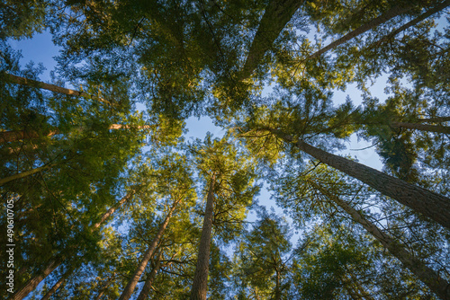 Forest Canopy