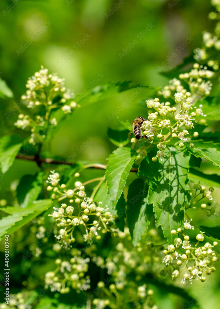 Bee on Amur Maple Bee on Amur Maple