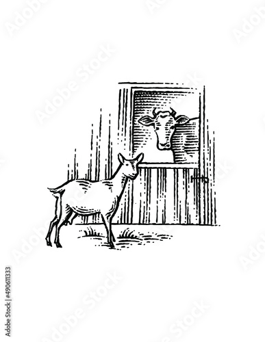 cow and goat in barn