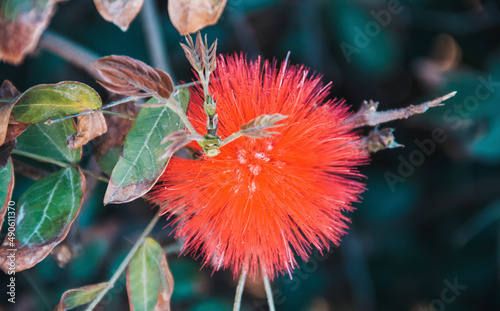 bee on flower