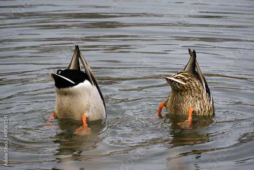 Ducks Diving