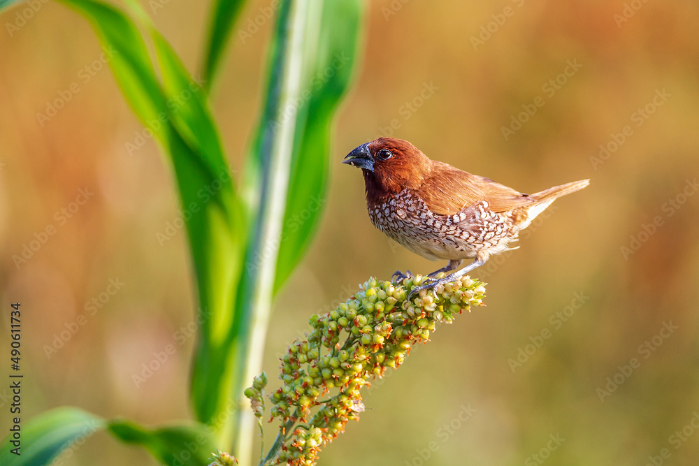 Scaly-breasted munia Male enjoying it's breakfast | Lonchura punctulata Scaly-breasted munia Male enjoying it's breakfast | Lonchura punctulata