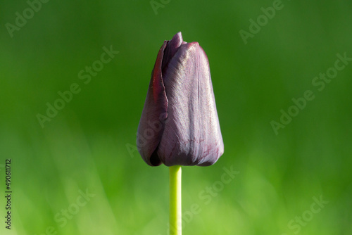 Tulip