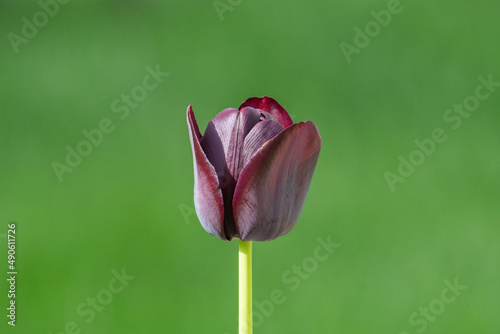 Tulip