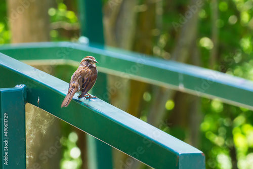 Sparrow on a Rail