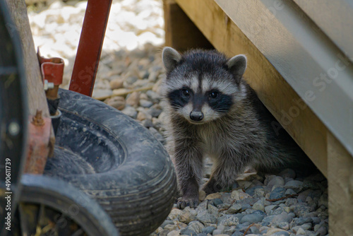 Racoon Kit