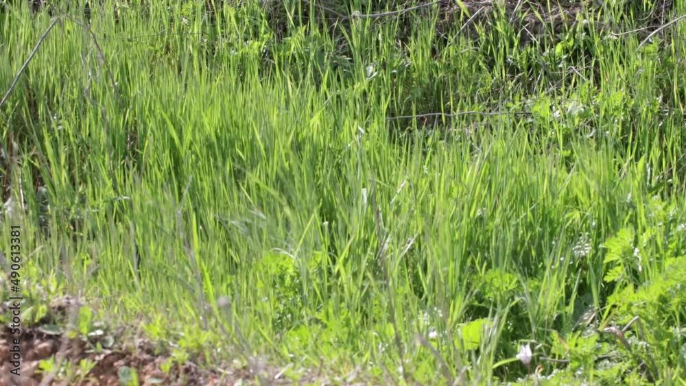 grass swaying in the wind grass swaying in the wind