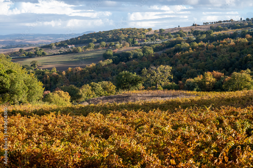 Autumn on vineyards near wine making town Montalcino, Tuscany, rows of grape plants after harvest, Italy