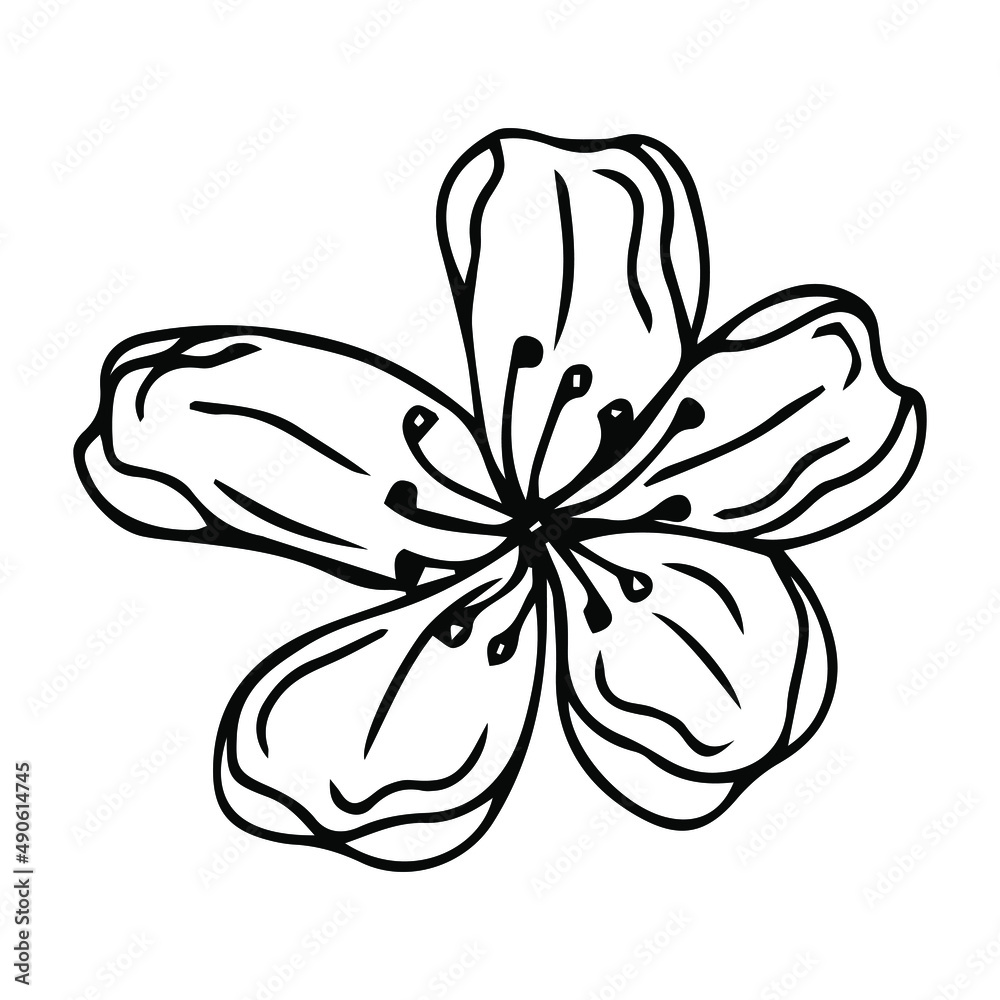 Flower art line. Sakura or Apple blossoms in vector isolated on white background. Spring flowers drawn in black and white line. Icon or symbol of spring and flowers.Doodle outline. Sketch. Flower art line. Sakura or Apple blossoms in vector isolated on white background. Spring flowers drawn in black and white line. Icon or symbol of spring and flowers.Doodle outline. Sketch.