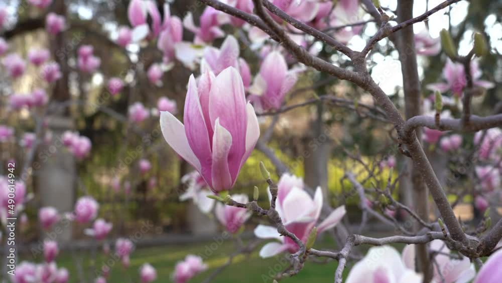 details of the flowers of the Magnolia de Soulange. Madrid, Spain, February 27, 2022. details of the flowers of the Magnolia de Soulange. Madrid, Spain, February 27, 2022.