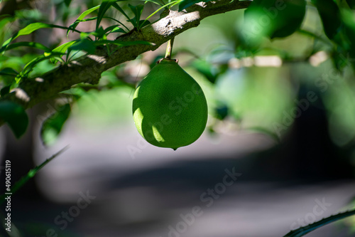 Green fruits hanging on Crescentia cujete or calabash tree in tropical garden photo