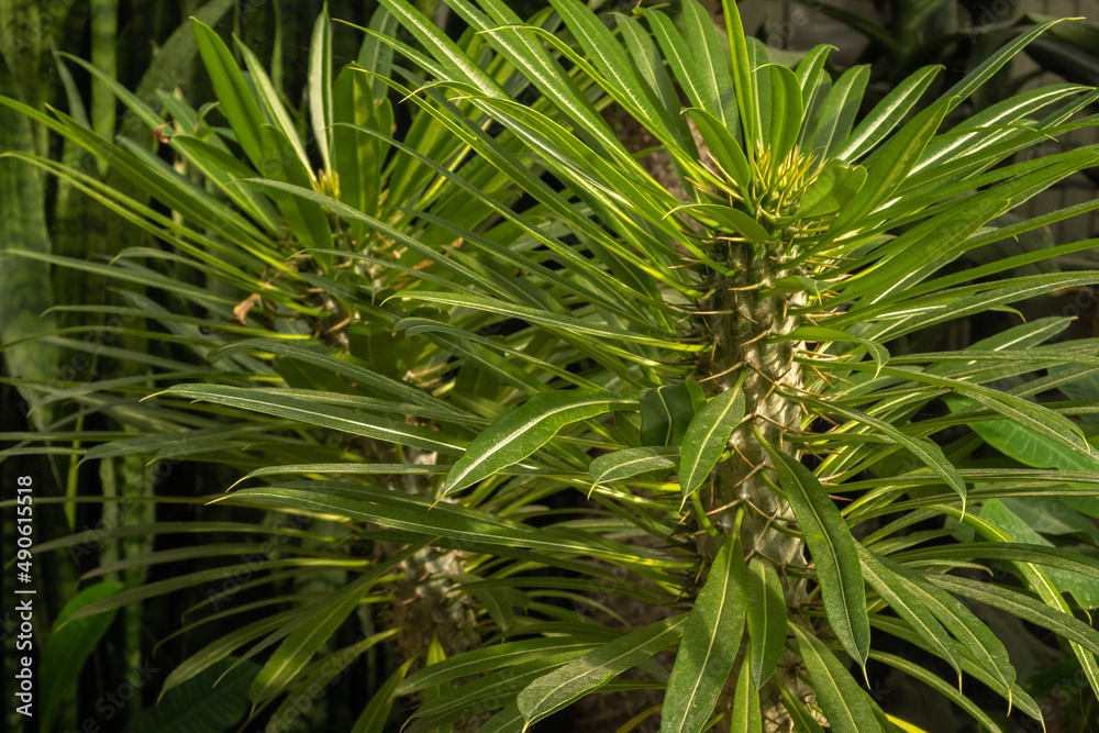 Pachypodium plant succulent close-up. full frame. Floral background green. Full frame Pachypodium plant succulent close-up. full frame. Floral background green. Full frame