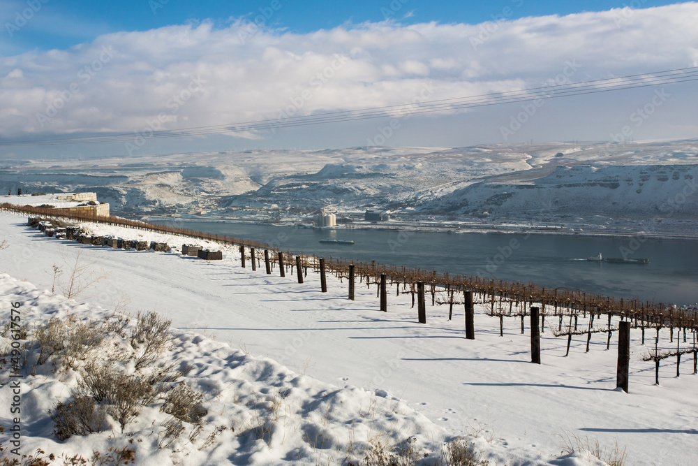 Snow-covered banks of the Columbia River. Vineyard in the foreground.  The border between the states of Washington and Oregon. View from the Washington coast 